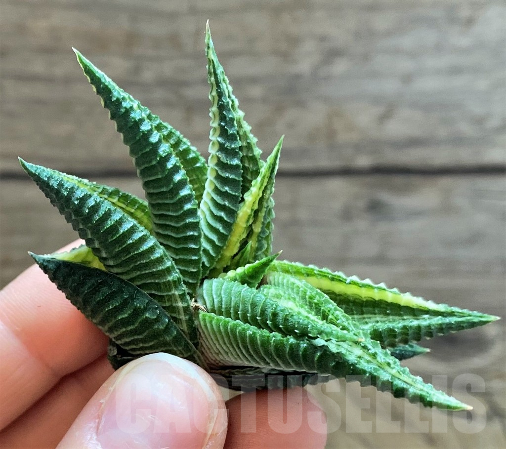SH2283 Haworthia limifolia f. variegata - Image 2