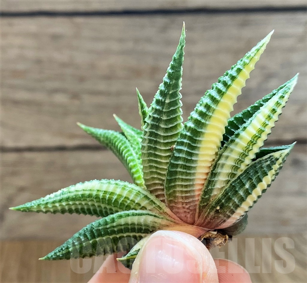 SH2283 Haworthia limifolia f. variegata