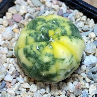 SH2305 Astrophytum asterias f. variegata