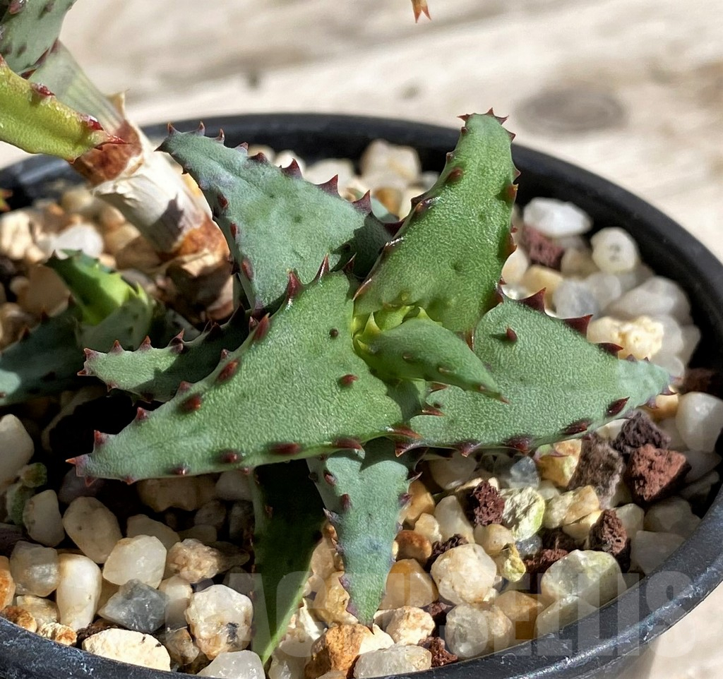 SH2529 Aloe castilloniae - Image 3