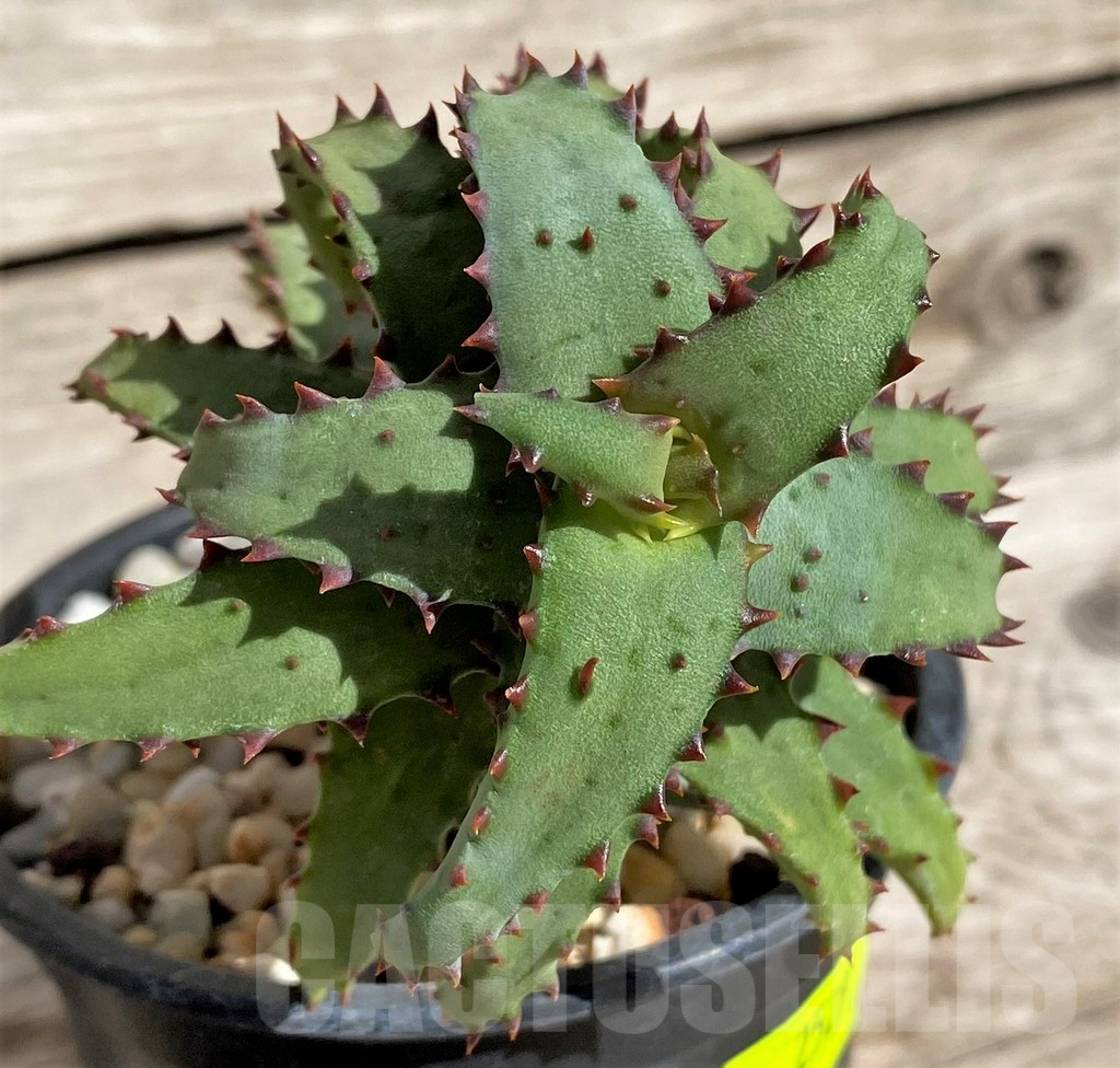 SH2529 Aloe castilloniae