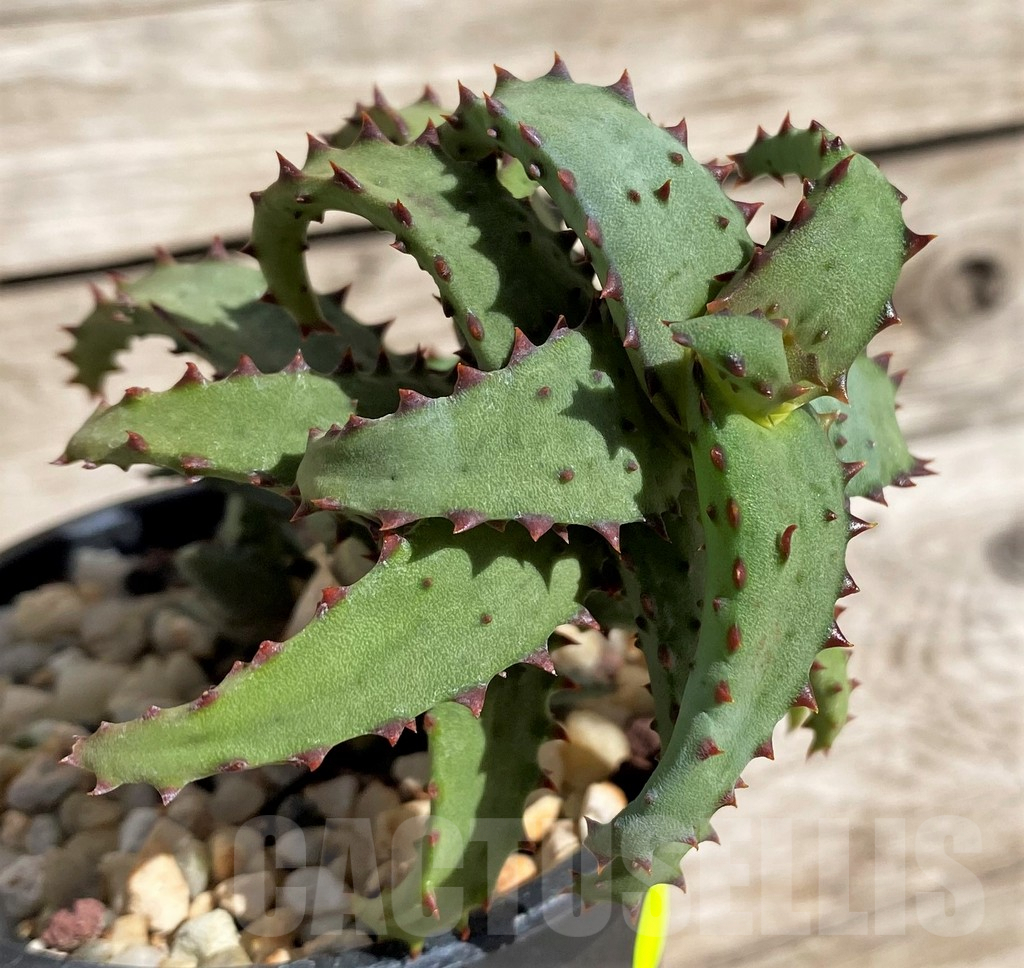 SH2529 Aloe castilloniae - Image 2