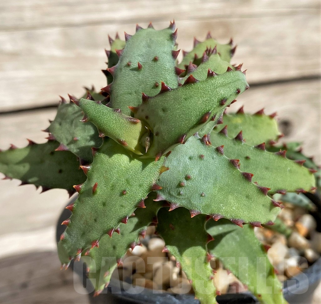 SH2529 Aloe castilloniae - Image 4