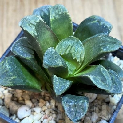 SH2489 Haworthia maughanii x splendens