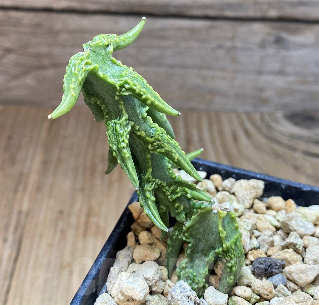 SH2537 Ceropegia simoneae 'Green Bizarre Form' - Image 2