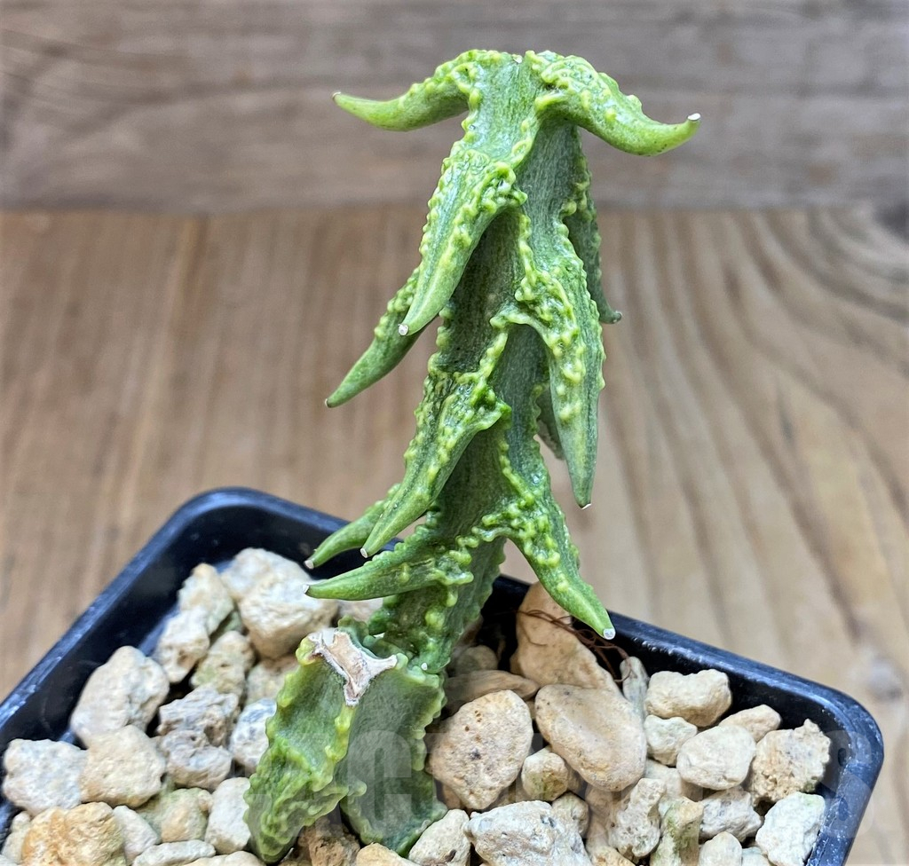 SH2537 Ceropegia simoneae 'Green Bizarre Form'