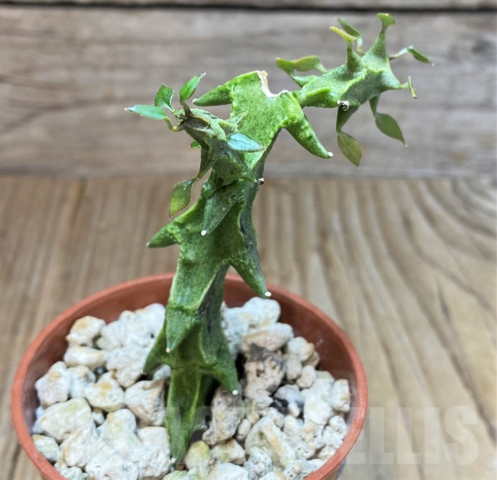SH2538 Ceropegia simoneae 'Green Form'
