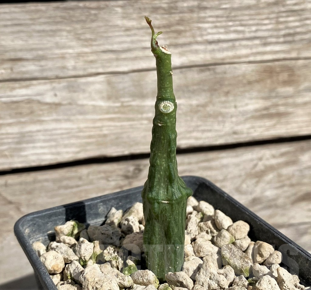 SH2541 Adenia stylosa - Image 2