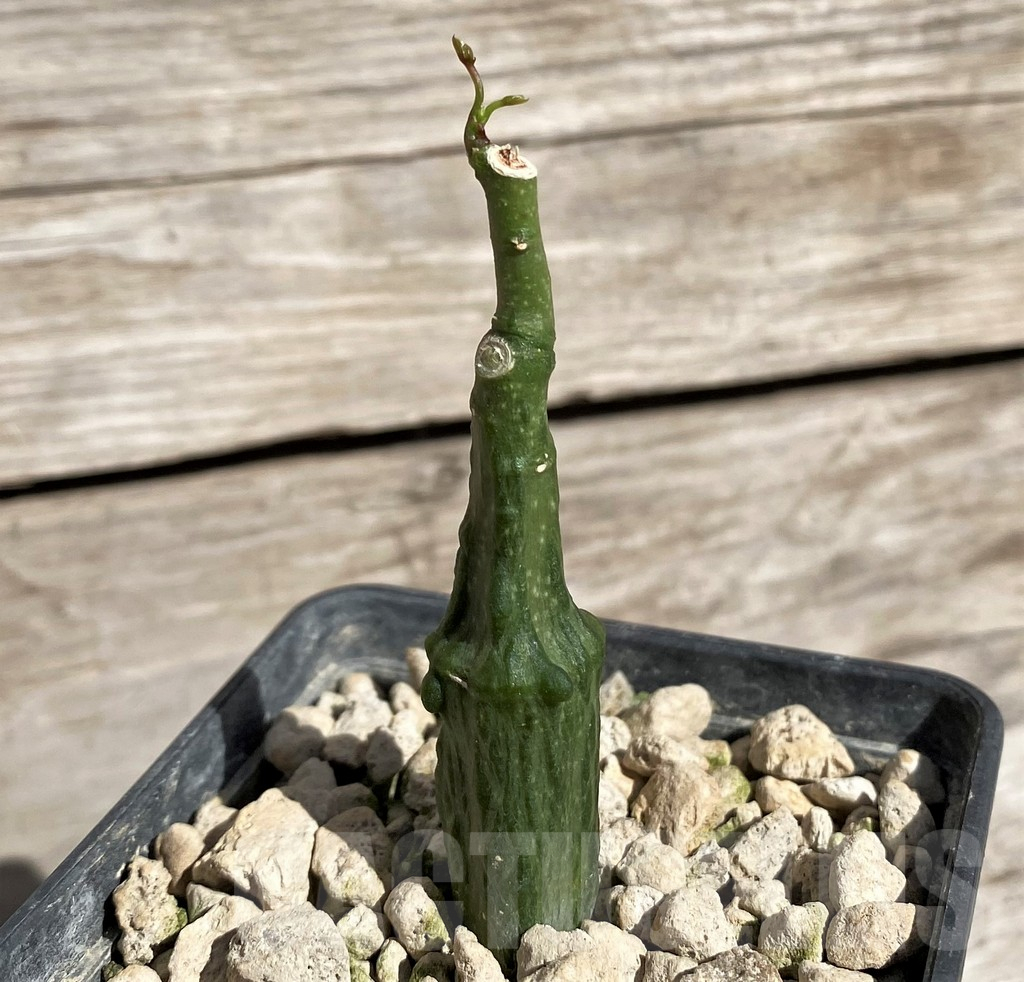 SH2541 Adenia stylosa