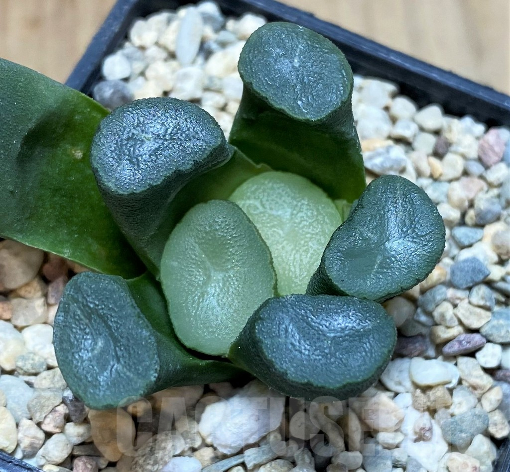 SH2485 Haworthia maughanii, seedling - Image 2
