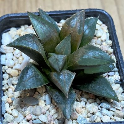 SH2491 Haworthia mirabilis