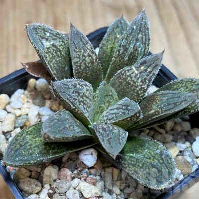 SH2492 Haworthia hybrid