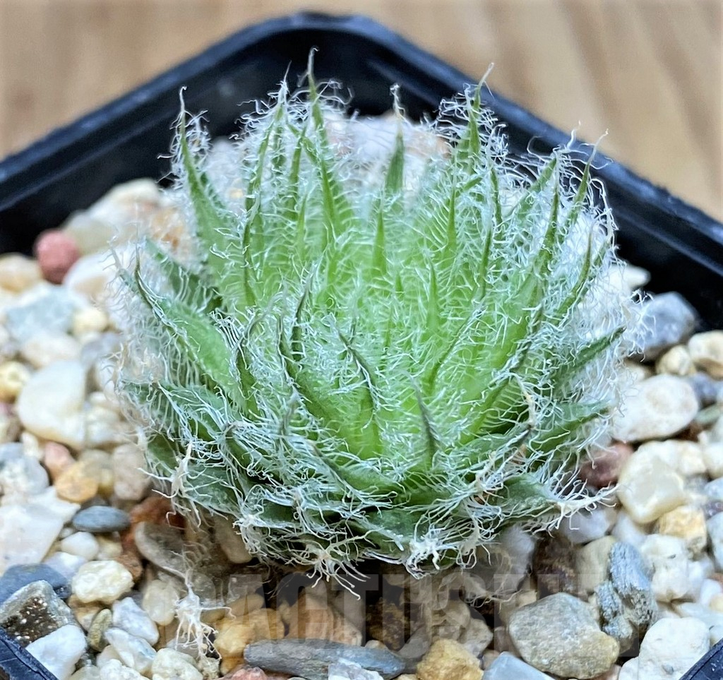 SH2493 Haworthia capillaris -Skietfontein-