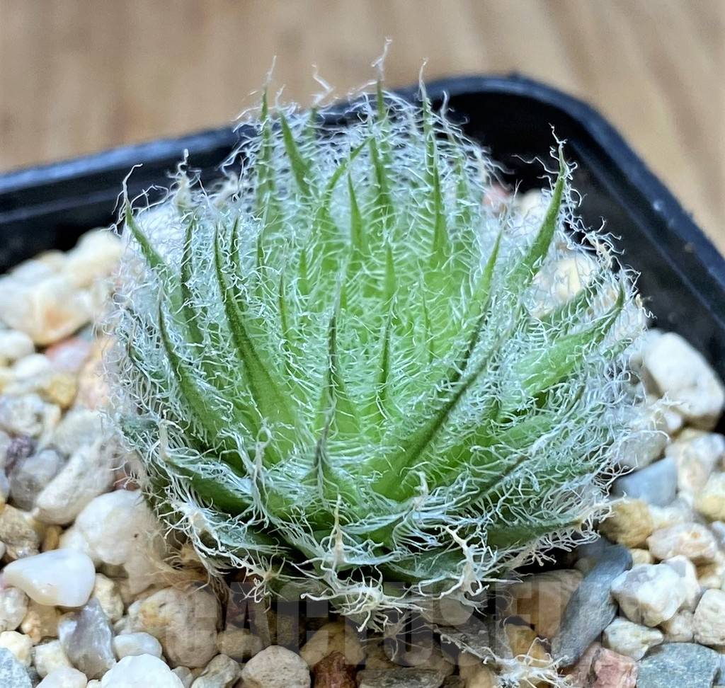 SH2493 Haworthia capillaris -Skietfontein- - Image 2