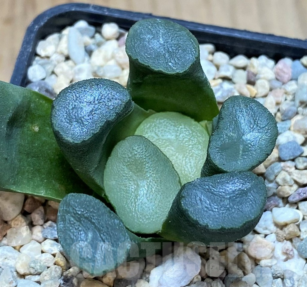 SH2485 Haworthia maughanii, seedling