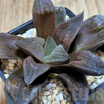 SH2496 Haworthia 'Shocora' hybrid