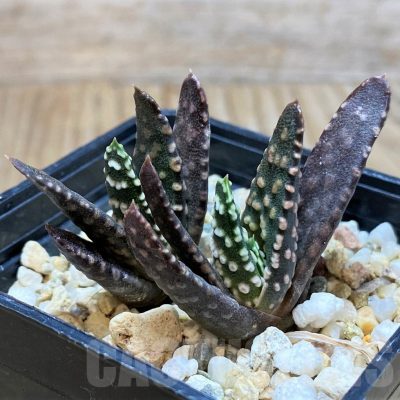 SH2501 Haworthia pumila SH, 2plants seedling