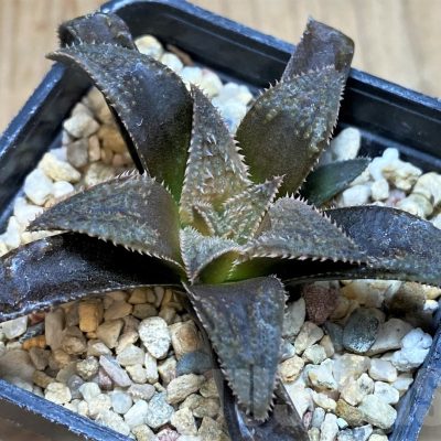 SH2508 Haworthia parksiana hybrid