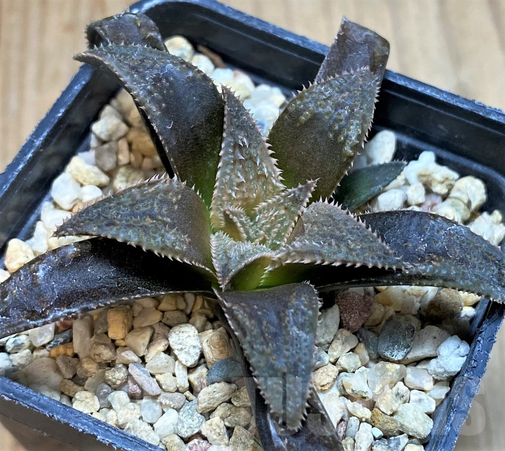 SH2508 Haworthia parksiana hybrid