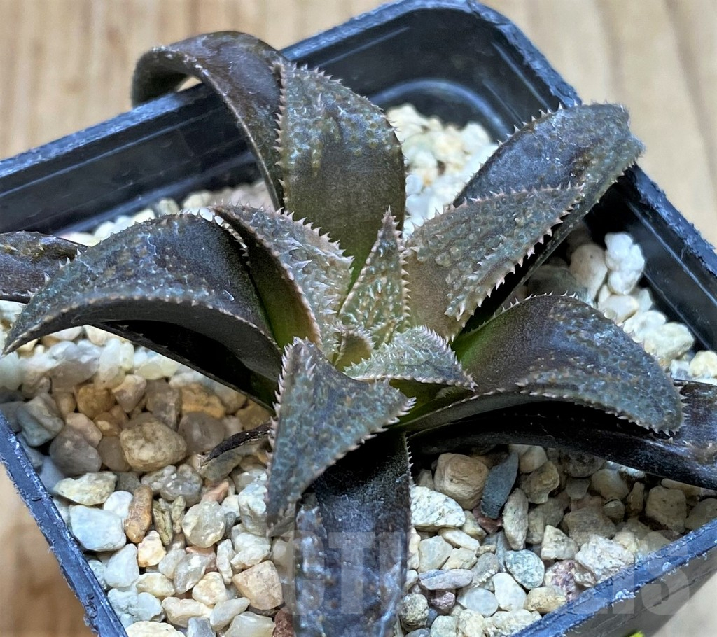 SH2508 Haworthia parksiana hybrid - Image 2