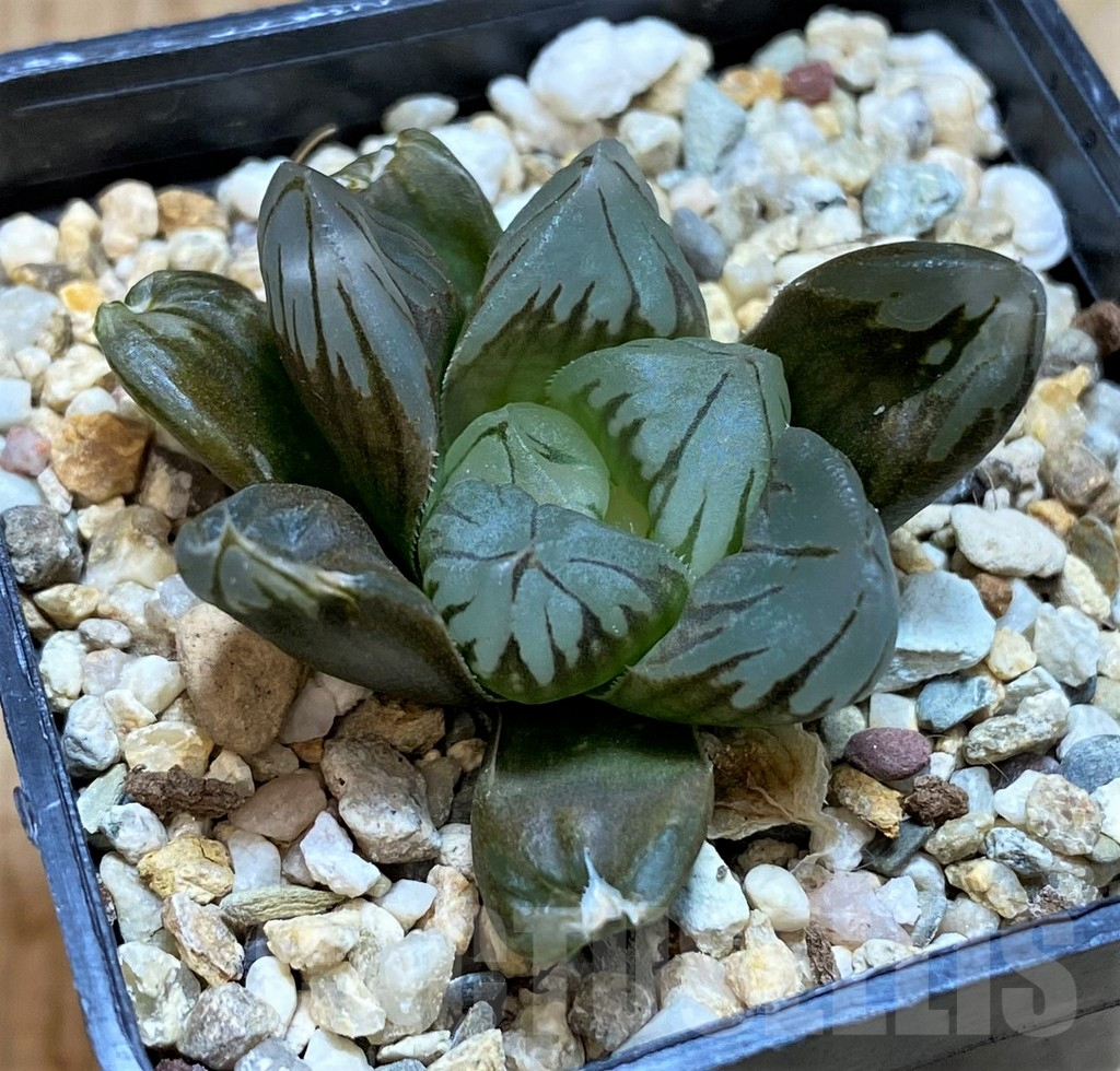 SH2512 Haworthia obtusa 'Black star' - Image 2