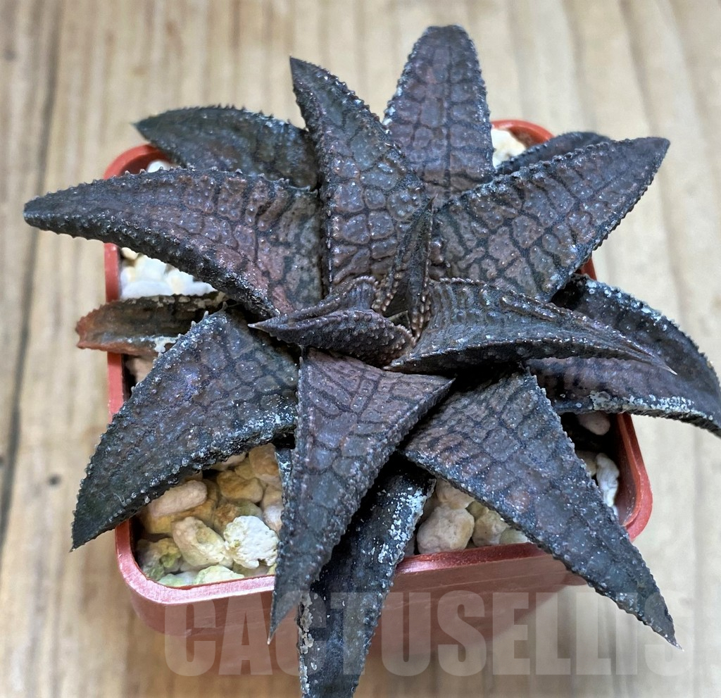 SH2515 Haworthia koelmaniorum 'Dragon King' - Image 2