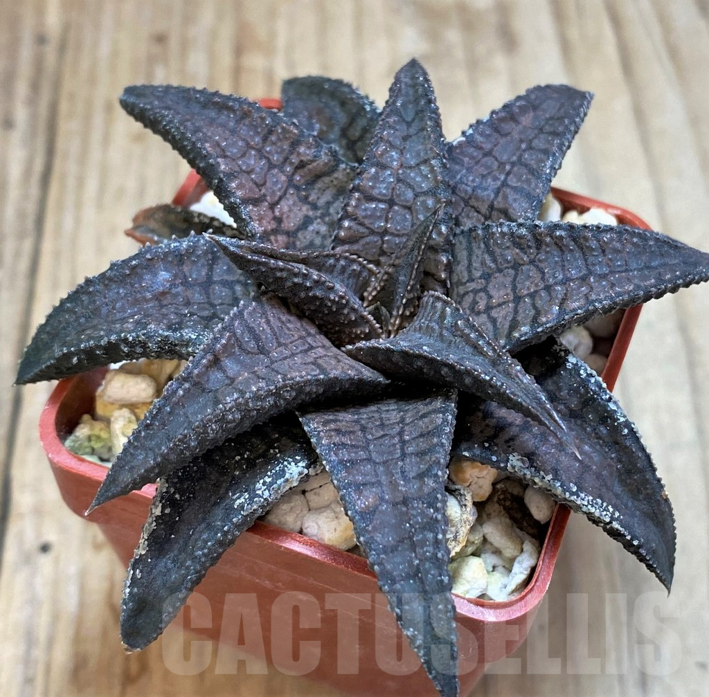 SH2515 Haworthia koelmaniorum 'Dragon King'
