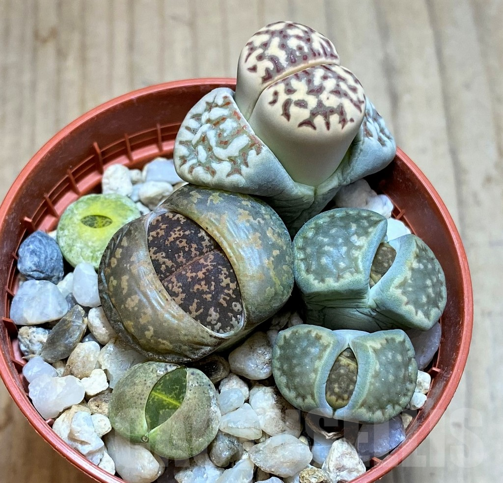 SH2723 Lithops mix - Image 2