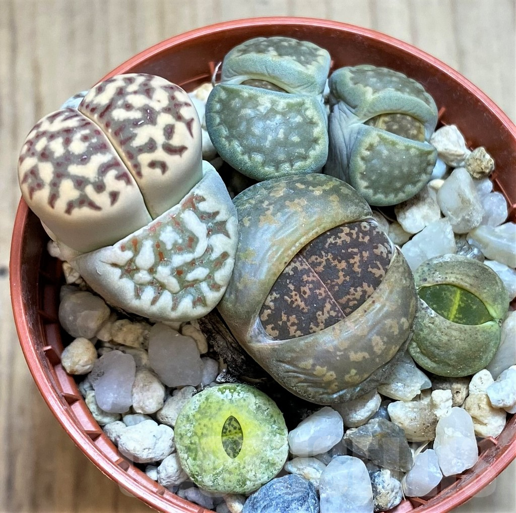 SH2723 Lithops mix
