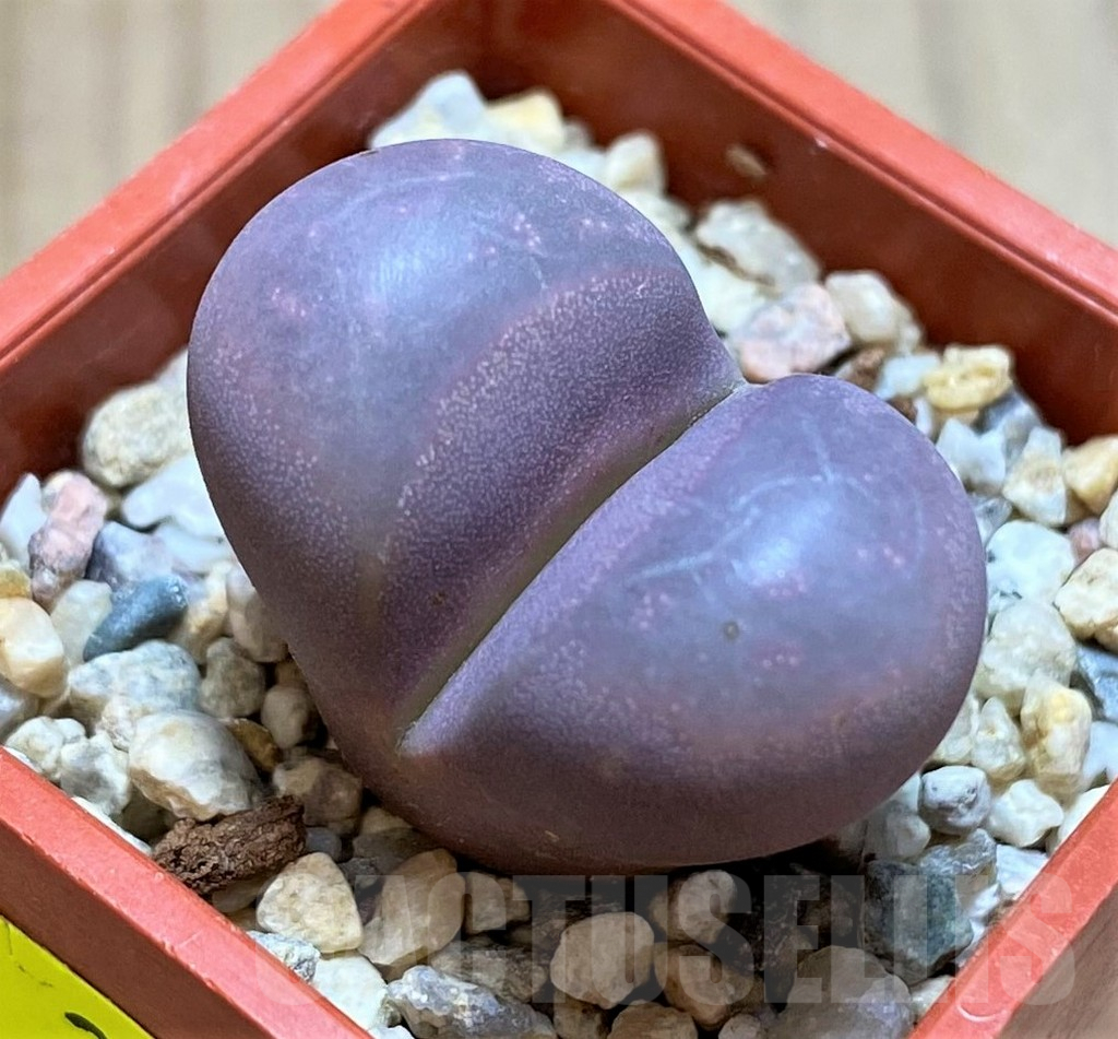 SH2680 Lithops optica 'Rubra'