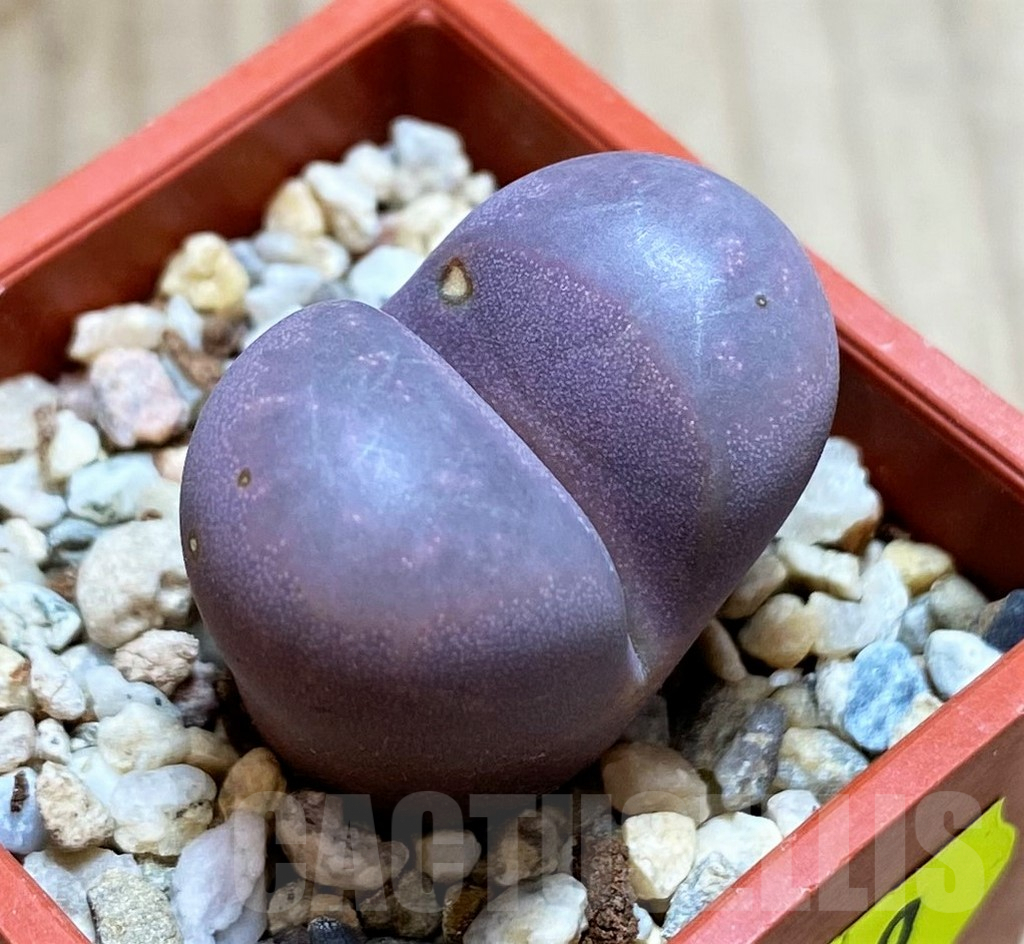 SH2680 Lithops optica 'Rubra' - Image 2