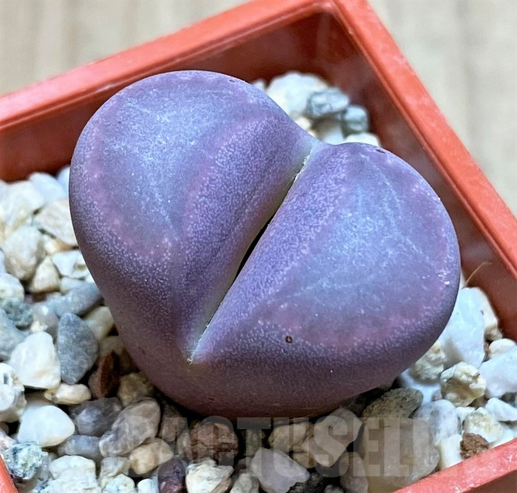 SH2681 Lithops optica 'Rubra'
