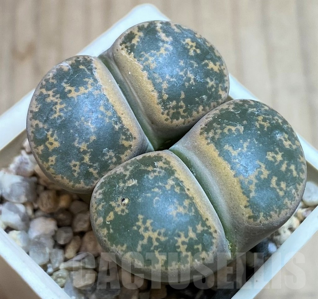 SH2732 Lithops lesliei