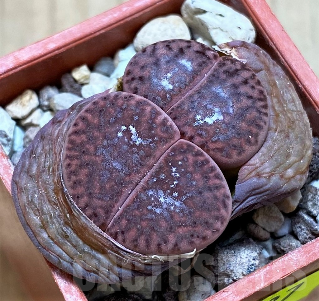 SH2687 Lithops bromfieldii v. glaudinae 'Embers' C393A
