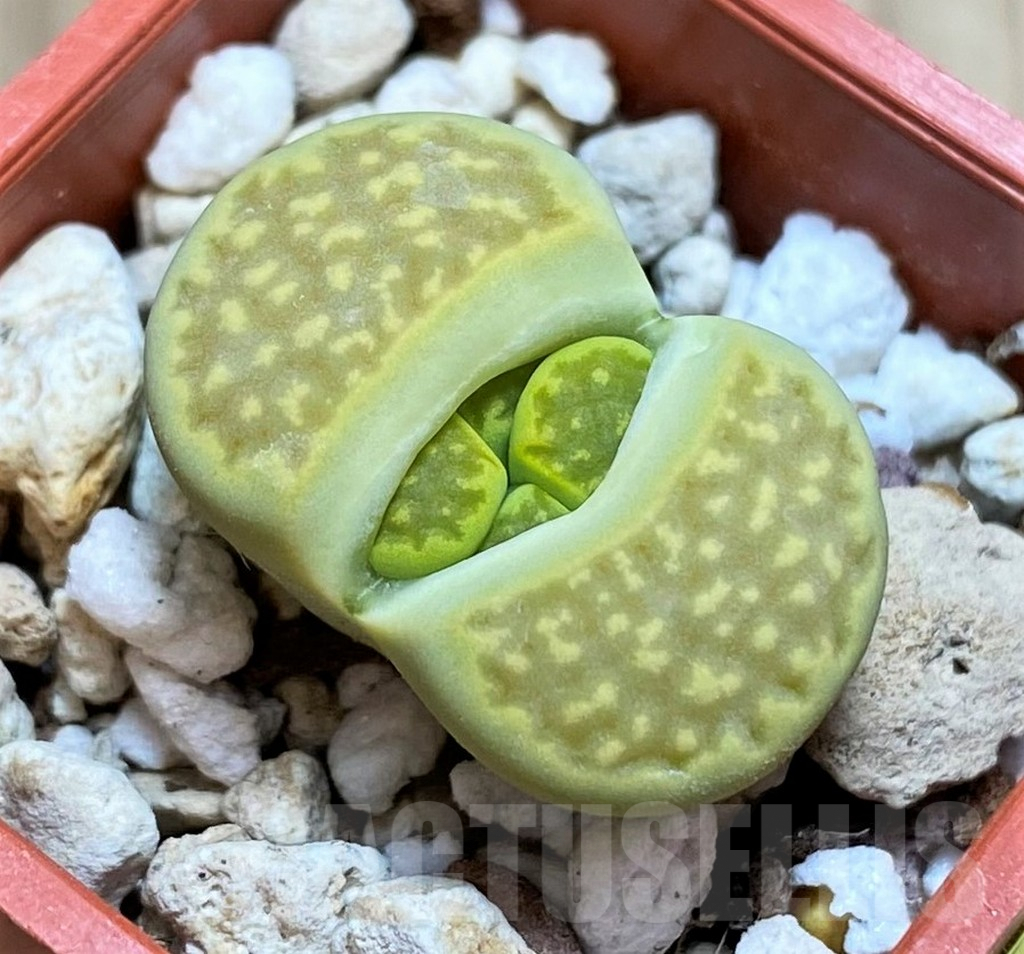 SH2690 Lithops hallii ‘Green Soapstone’