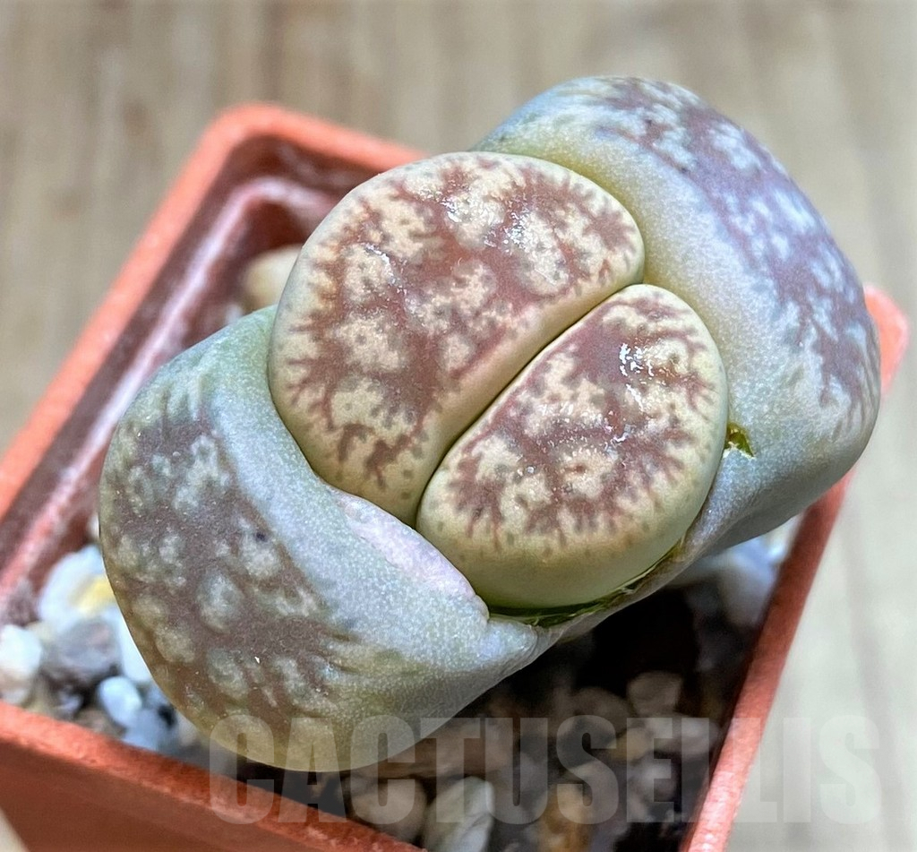SH2696 Lithops gesinae v.annae C078