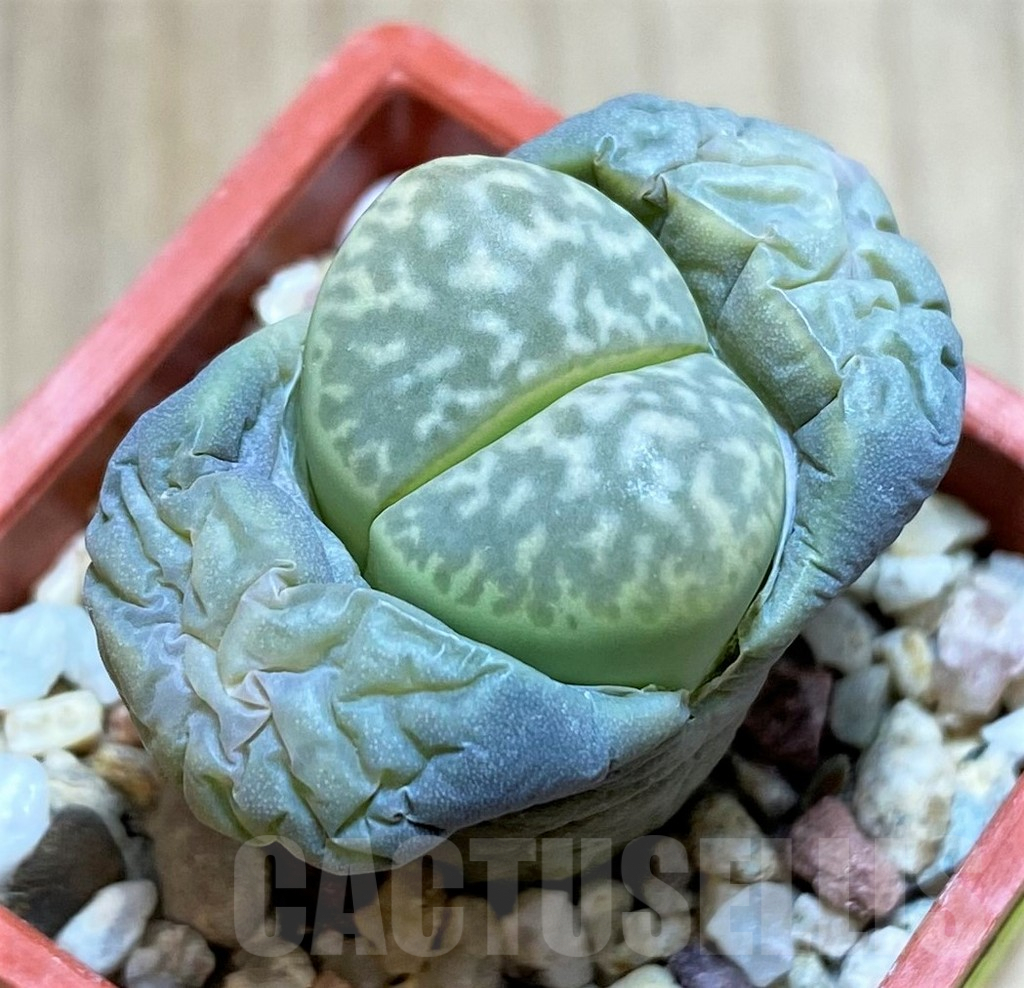 SH2697 Lithops marmorata v. elisae C251