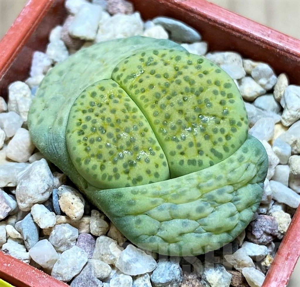 SH2698 Lithops fulviceps f. aurea