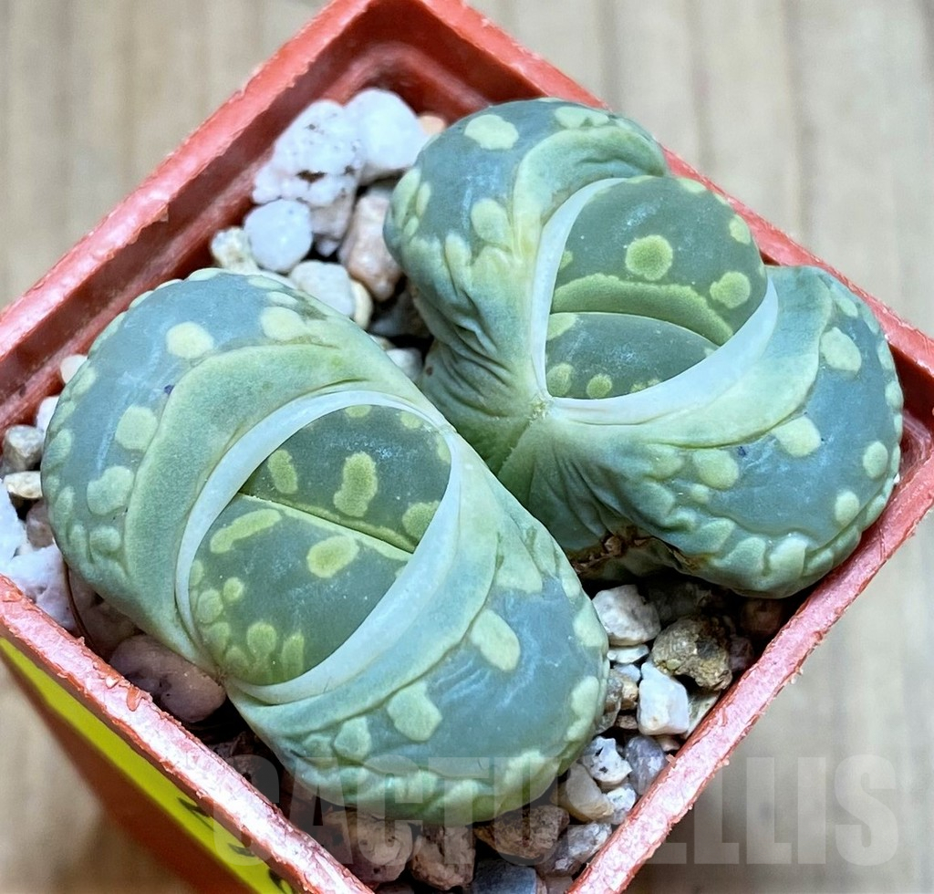 SH2700 Lithops otzeniana C280