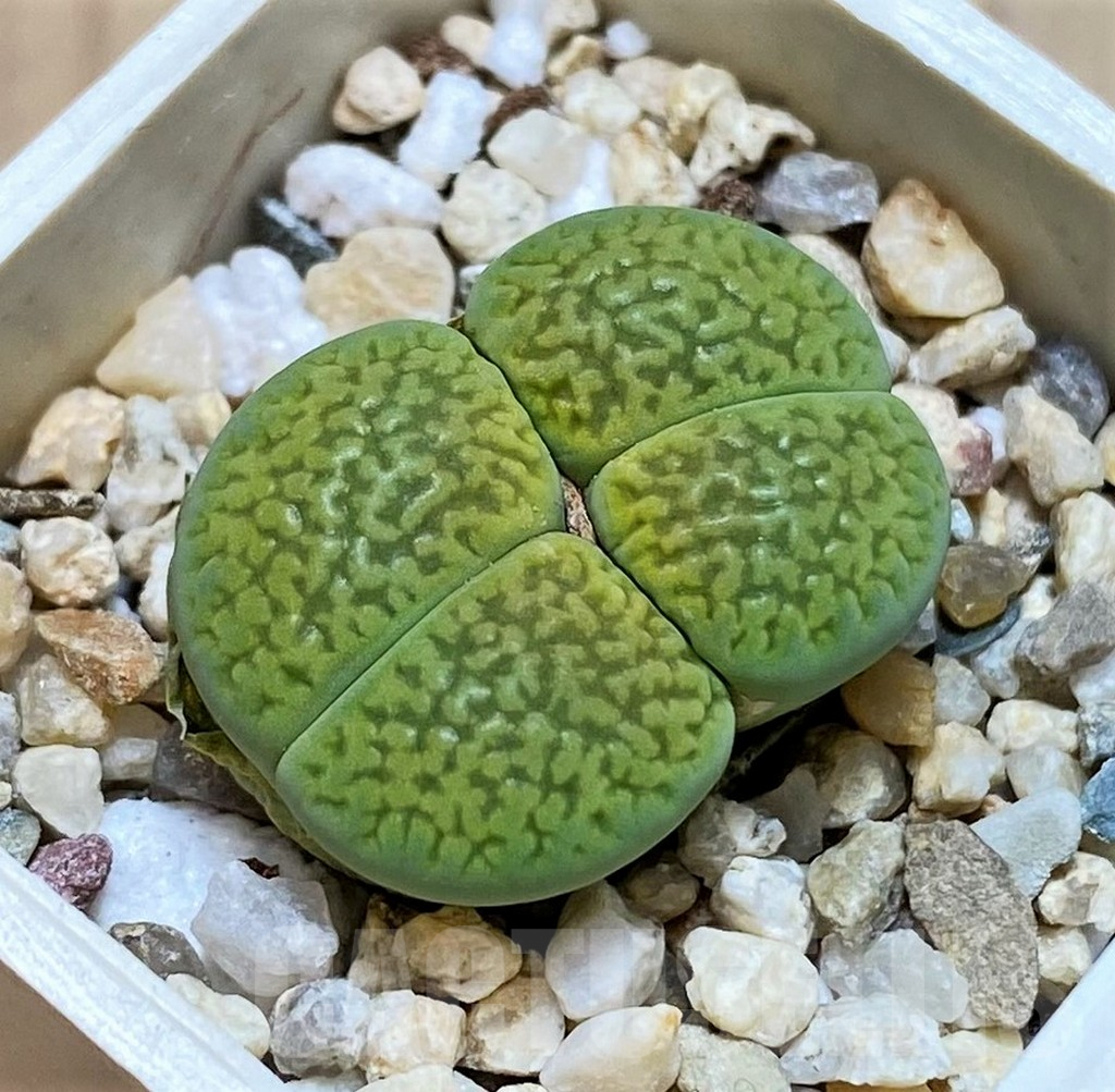 SH2702 Lithops hookeri 'Annarosa'