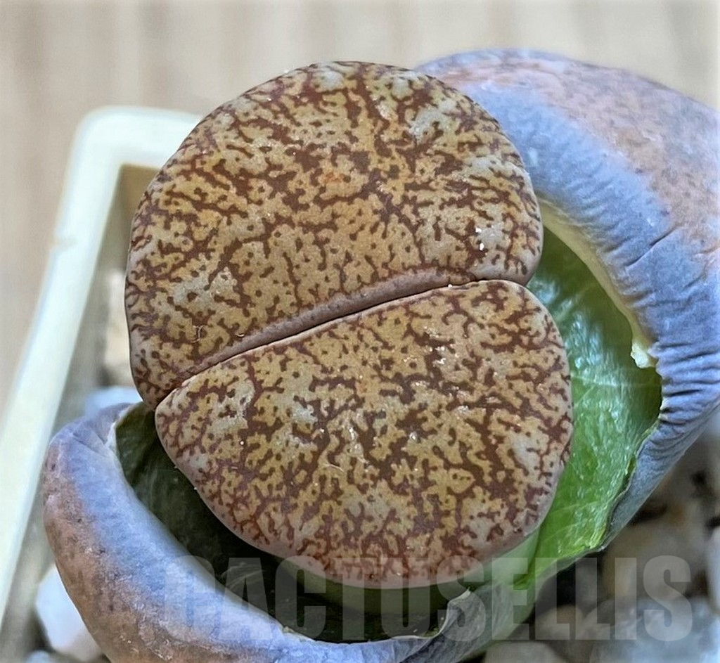 SH2677 Lithops lesliei v. venteri SH1625