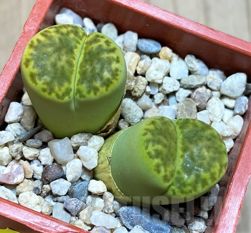 SH2708 Lithops bromfieldii 'Sulphurea'