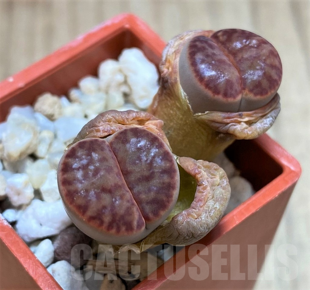 SH2678 Lithops bromfieldii C041