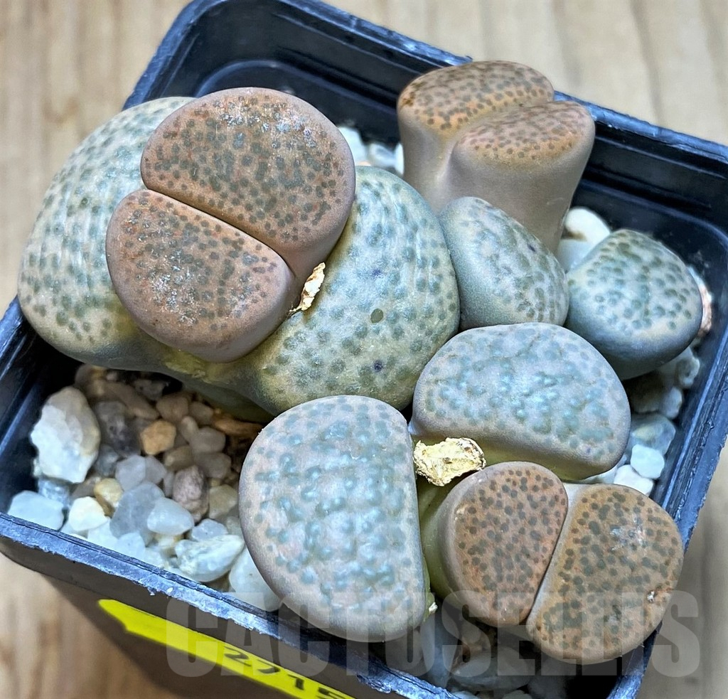 SH2715 Lithops fulviceps
