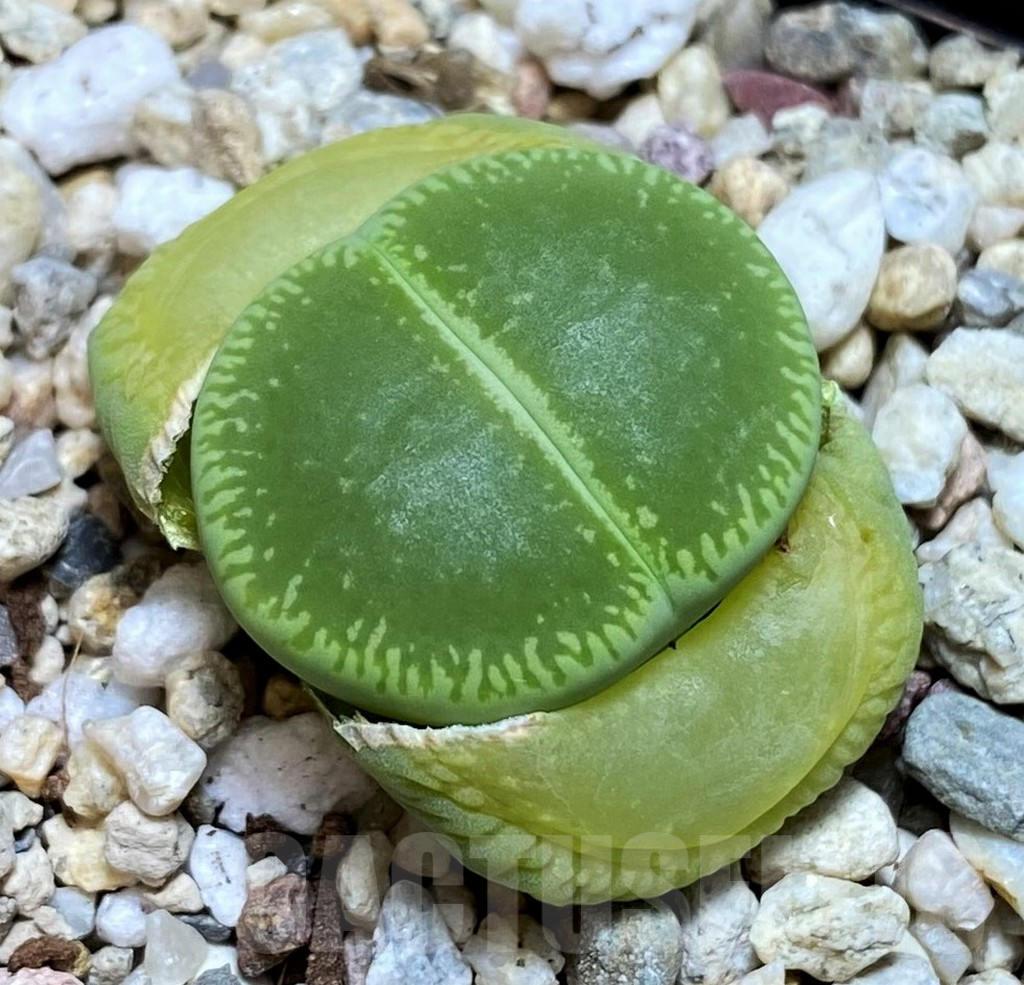 SH2717 Lithops aucampiae 'Bella Ketty'