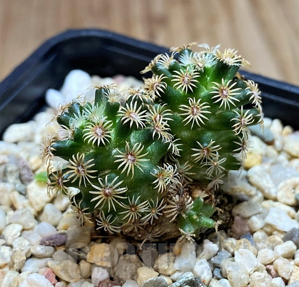 SH2736 Mammillaria hernandezii