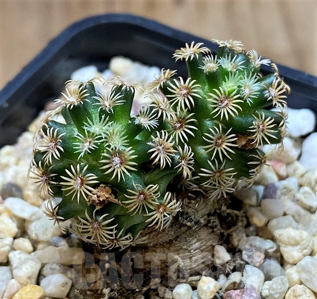 SH2736 Mammillaria hernandezii - Image 2