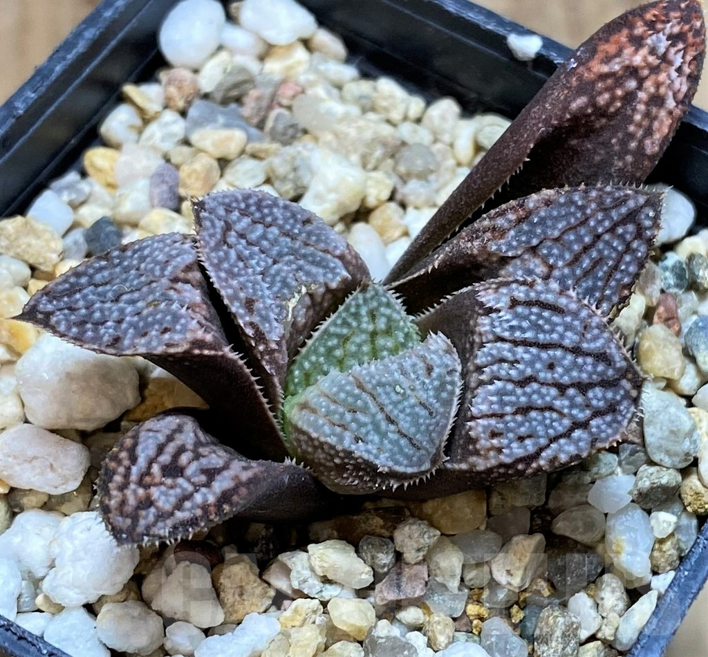 SH2776 Haworthia splendens 'Hakuja' - Image 2