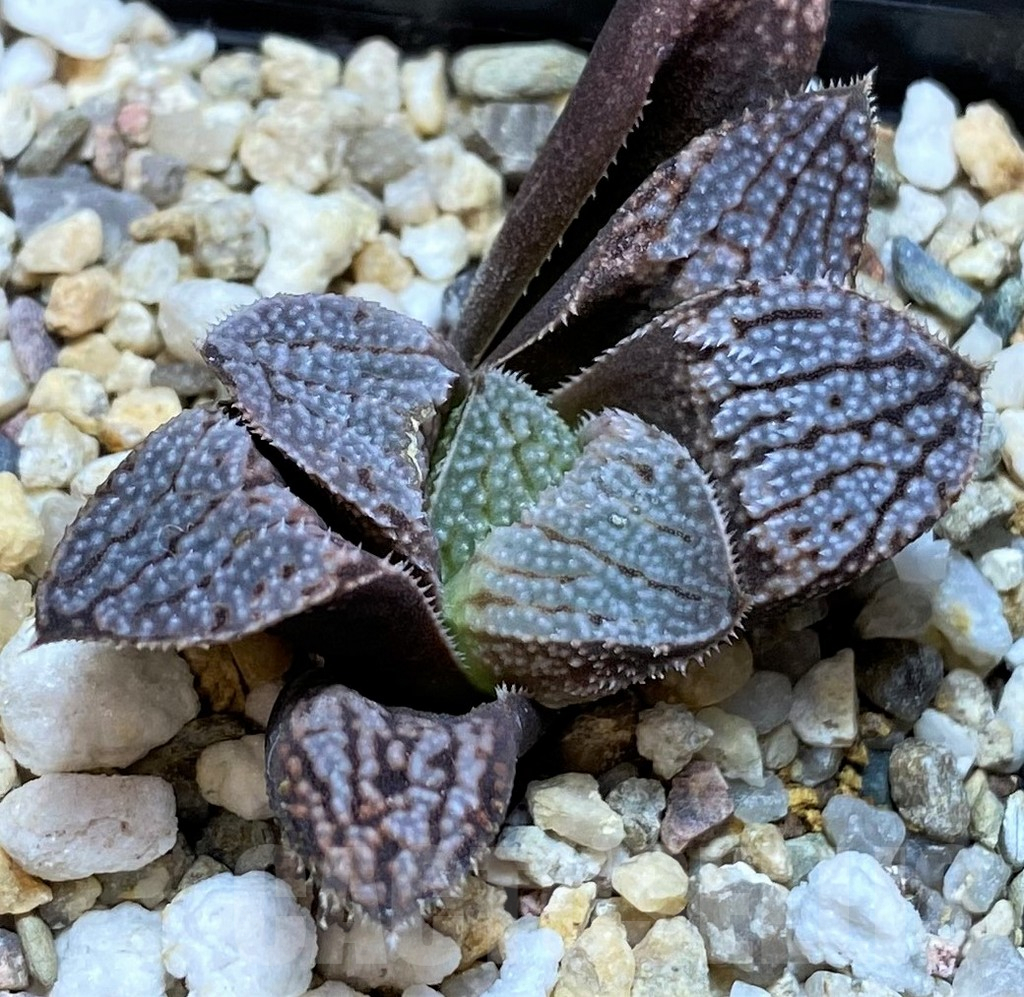SH2776 Haworthia splendens 'Hakuja'