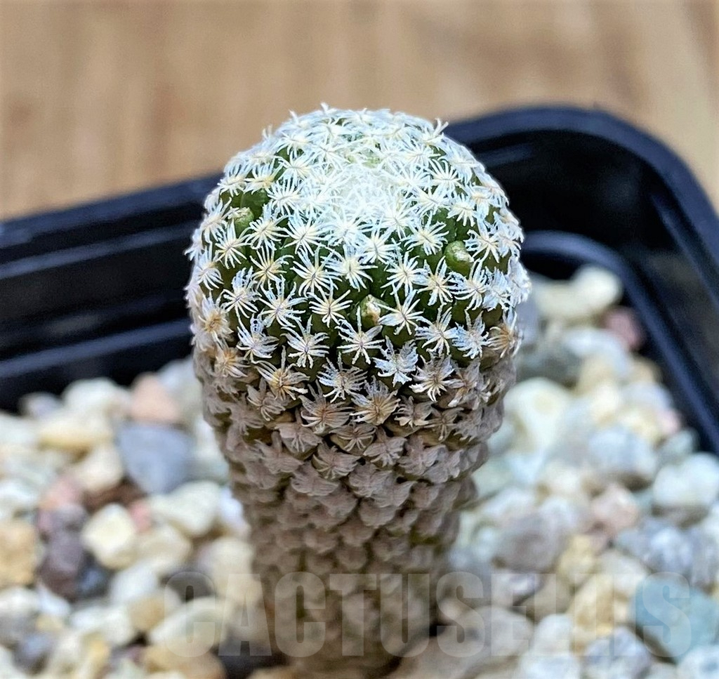 SH2738 Pelecyphora strobiliformis